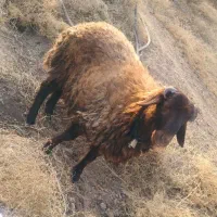 بره نر|حیوانات مزرعه|اصفهان, اصفهانک|دیوار