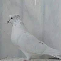 کبوتر  کله برنجی ساعت سنگین