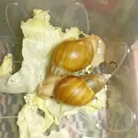 حلزون آلبینو آچاتینا|خزنده|فردیس, داوری|دیوار