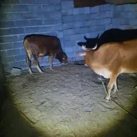 گاو وگوساله