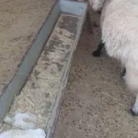 میش