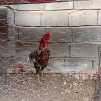 خروس|حیوانات مزرعه|میناب, |دیوار