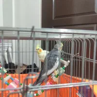 عروس هلندی|پرنده|تهران, بریانک|دیوار