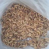 چلتوک بذری درجه ۱