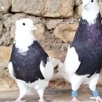 کبوترطوقی کله زردودم سفید