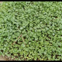 نهال هندوانه 4000 هزار تومان