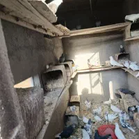 کفتر زیبا و خوش خال