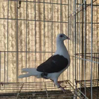 نرو ماده شو قیلی پلاکی