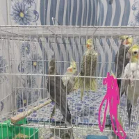 عروس هلندی قیمت خوب