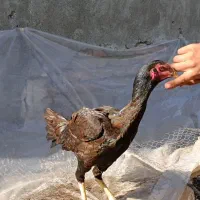 مرغ لاری یکسال|حیوانات مزرعه|محمودآباد, |دیوار