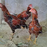 خروس لاری