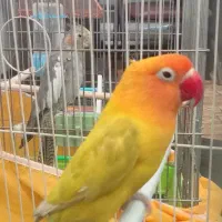 کوتوله برزیلی