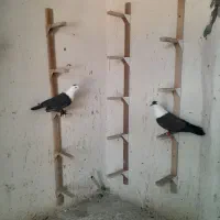 جفت سرسفید