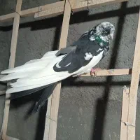 دم سیاه چهل سانت|پرنده|میانه, |دیوار