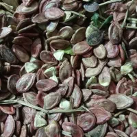 دانه هندوانه|عمدهفروشی|کدکن, |دیوار