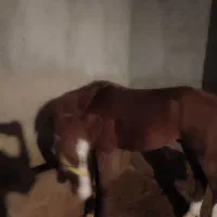 اسب|اسب و تجهیزات اسبسواری|زرین دشت (همدان), |دیوار