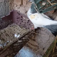 باسلام و احترام جوجه پاکستانی دانه ای ۳۰۰تومن