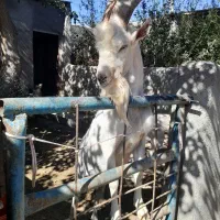 کل سانن|حیوانات مزرعه|قم, مسکن مهر|دیوار