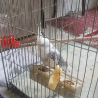 دوعدد.  نر وماده
