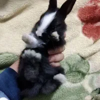 خرگوش|موش و خرگوش|یاسوج, |دیوار