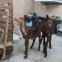 بز افغانی مطفل دو قلو|حیوانات مزرعه|اهواز, لشکرآباد|دیوار