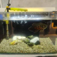 آکواریوم و تراریوم