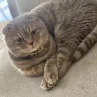 فروش گربه اسکاتیش فولد(نر) ۳ساله|گربه|کرج, فاز ۳ گوهردشت|دیوار