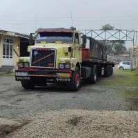 ولو تک طلایی