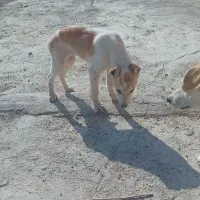 توله سگ نژاد سنگسری