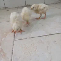 جوجه یک هفته ای.