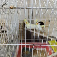 یک جفت عروس لوتینو