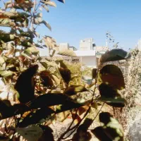 خانه باغ ۳۵۰ متری|فروش خانه و ویلا|اصفهان, براآن شمالی|دیوار