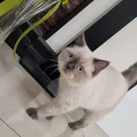 بچه گربه خنگ بامزه بریتیش|گربه|تهران, سردارجنگل|دیوار