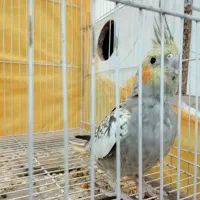 عروس هلندی جفت|پرنده|مشهد, شهرک مطهری|دیوار