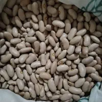 لوبیا رشتی و چیتی