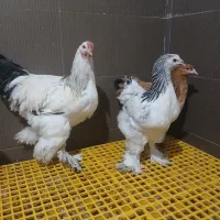 جوجه و نیمچه برهما دم تخم اصیل|حیوانات مزرعه|پیشوا, |دیوار