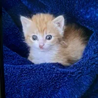 واگذاری گربه