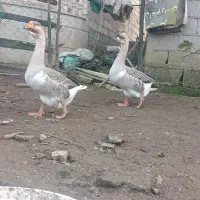 قوغاز اصیل نروماده|حیوانات مزرعه|ماسال, |دیوار