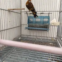 قناری ماده جفتی سهره|پرنده|قدس, شهرقدس|دیوار