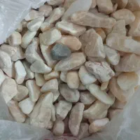 آکواریوم ماهی گوپی|ماهی|مشهد, کوشش|دیوار