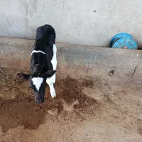 گاو زاییده|حیوانات مزرعه|گلپایگان, |دیوار