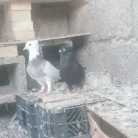 نوچه صرب و زاغ آبادانی|پرنده|جیرفت, |دیوار