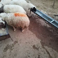 کاور پروار|حیوانات مزرعه|ایوان, |دیوار