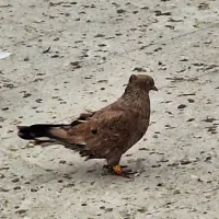 کله ای یه دست کاکلی