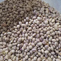 لوبیا چیتی تازه