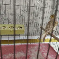 قناری ماده|پرنده|تبریز, |دیوار