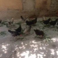 مرغ تخمگذار