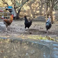 فروش مرغ و خروس محلی