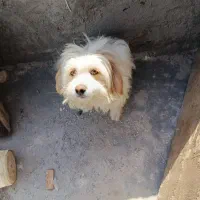 سگ پاپی خوشگل ناز واکسناش زده شده تمیز