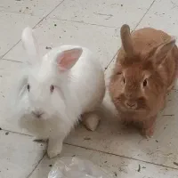 خرگوش